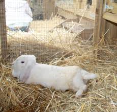 Rabbit Hutches And How To Choose Which