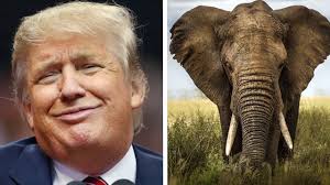 Image result for trump as an elephant