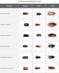 Cockroach Cockroach Larvae Identification