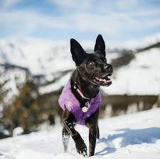 Kurgo Loft Dog Jacket And Reversible Dog Coat Deep Violet
