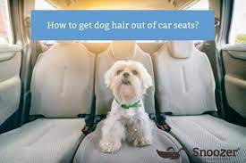How To Get Dog Hair Out Of Car Seats