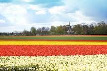 does-keukenhof-have-tulip-fields