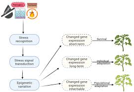 mechanisms of plant epigenetic
