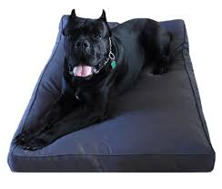 Best Indestructible Dog Beds Chew