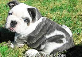 Looking for a dog with a superior lineage? Pin By Mariah Tribbitt On Animals Bulldog Puppies English Bulldog Puppies Bulldog Puppies For Sale