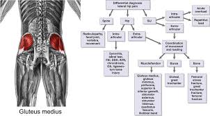 The following diagram illustrates the actions of the terms adduction, abduction, flexion and extension at the different joints. Hip Muscles And Tendons