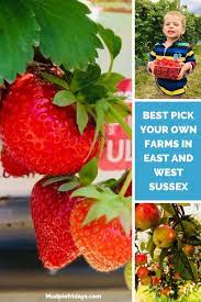 Pick Your Own Farms In East And West Sussex