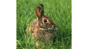 keeping rabbits out of the kitchen