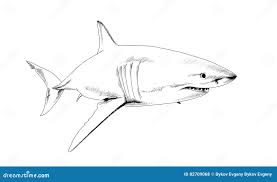 Акула нарисованная в чернилах на белой предпосылке Иллюстрация вектора -  иллюстрации насчитывающей чертеж, мясоед: 82709068