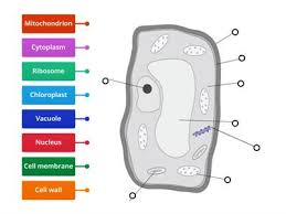 Both plant and animal cells have a cell membrane, nucleus, cytoplasm and mitochondria. Plant Cell Labelled Teaching Resources