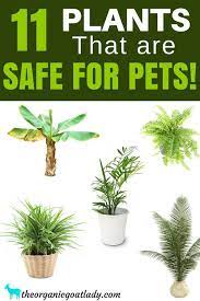 Houseplants Safe For Cats