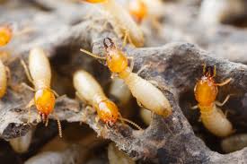Save your orange, lemon and grapefruit peels and scatter them around entry points. Methods Of Termite Control Jenkins Pest Control San Antonio
