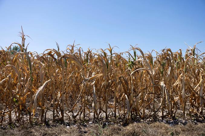 Extreme heat becoming more frequent and intense, UN agency says | Reuters