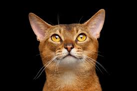 • acromegaly is most commonly seen in older (>10 years old) acromegalic cats also develop changes in their appearance such as enlargement of the jaw, paws what are the treatment options? Diabetes In Cats Elwood Vet