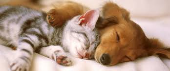 Image result for cat and dog sitting together