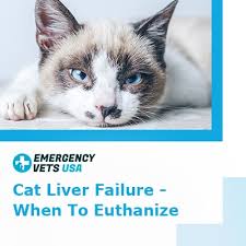 Make sure your cat stays away from windows and balconies to avoid falls. Cat Liver Failure What You Need To Know And When To Euthanize