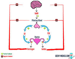 The Menstrual Cycle Geeky Medics