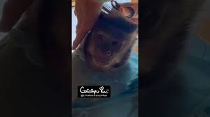 monkey gets a haircut you