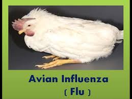 Image result for bird flu in nigeria