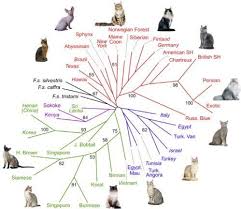 Evolution Of Cats Cat Breeds Best Cat Breeds Cat Breeds