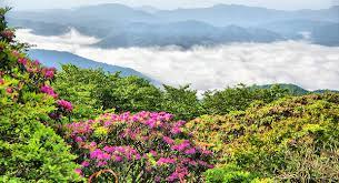 craggy gardens trail for rhododendron