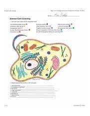 The answer key to the cell coloring worksheet is available at teachers pay teachers. Amimal Cell Coloring Sheet Jpg Animal Cell Coloring Http Www Biology Corner Com Worksheets Ce Sheets Cellcolor Old Html Mrs Potter Animal Cell Course Hero