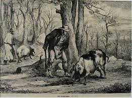Image result for foraging for truffles