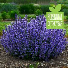 Get the best deal for perennial flowers & plants from the largest online selection at ebay.com. Online Canadian Plant Store The Gentlemen S Backyard