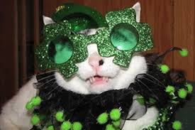 Image result for cat in st. patrick's day costume