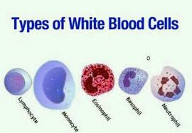 white blood cells structure function