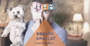 breath smells 5 reasons why health