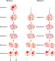 Synapsis occurs during this phase:_ prophase i _ 13 how many different possible combinations are there for a gamete if the diploid cell has 10 chromosomes. Mitosis And Meiosis 1 2 Summary Worksheet