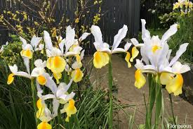 Maybe you would like to learn more about one of these? Interesting Meaning And Symbolism Of Iris Flower And Tattoo Florgeous