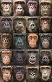 chimp genetic history more complex than