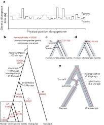 genetic evidence for complex speciation