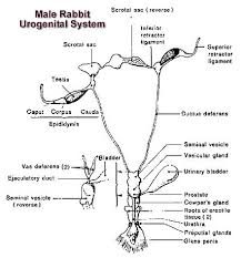 Male Rabbit Buck Urogenital System And Reproductive System