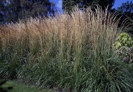 Maybe you would like to learn more about one of these? Ornamental Grasses The Best Grasses To Grow Gardens Illustrated