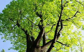 Ursprünglich gehörte die pflanzung eines hausbaums beim neubau eines hauses dazu. Klimawandel Baume Und Geholze Fur Grosse Und Kleine Garten