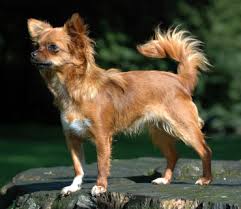 Chihuahua Dog Wikipedia