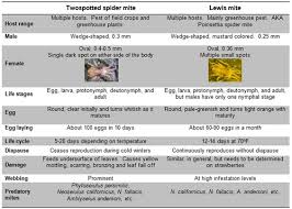 Twospotted Spider Mite And Lewis Mite A Comparison E