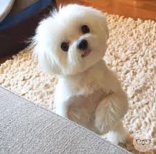 All about maltese puppies has 4,801 members. Pomeranian For Sale Maltese For Sale