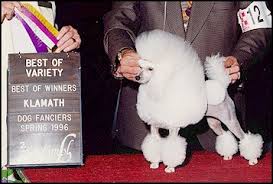 poodles toy poodle puppies