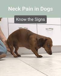 what are signs of neck pain in dogs