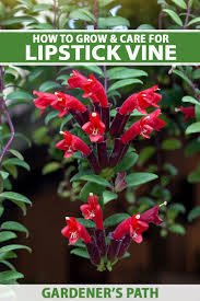 how to grow and care for lipstick vines