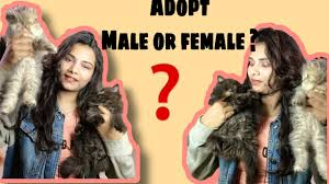 A place for all the persian cats owners and lovers. What Are The Difference Between Male And Female Persian Cat What To Adopt Male And Female Persian Youtube