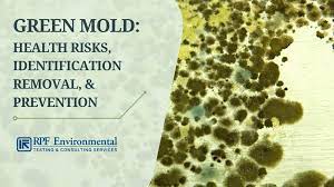 Green Mold Identification Dangers