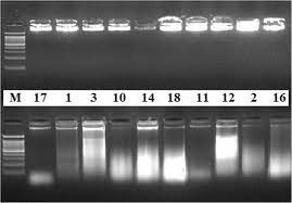extraction of high quality genomic dna