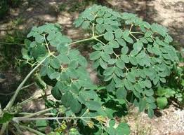 moringa leaves nutrition facts health