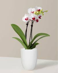 White Orchid Vases Paint By Number