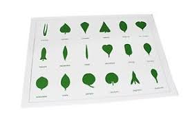 Details About New Montessori Sensorial Material Botany Leaf Cabinet Control Chart 18 Shapes